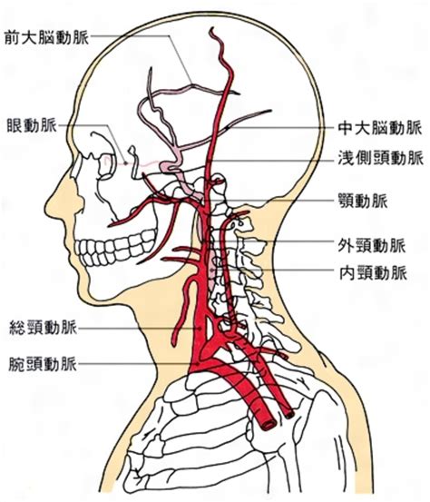 外頸動脈分支口訣|解剖學/頸總動脈